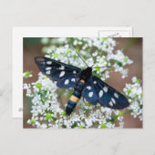 Amata phegea postkarte (Vorne/Hinten)