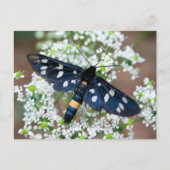 Amata phegea postkarte (Vorderseite)