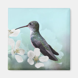 Amazilias Magnet