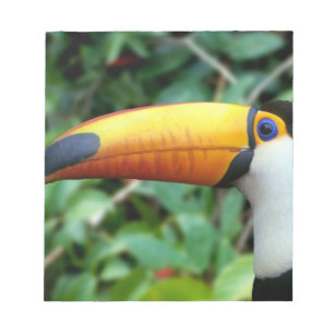 Amazon, Brasilien. Gelber Tukan mit weißer Farbe Notizblock