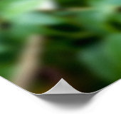 Amazon, Brasilien. Gelber Tukan mit weißer Farbe Poster (Ecke)