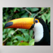 Amazon, Brasilien. Gelber Tukan mit weißer Farbe Poster (Vorne)