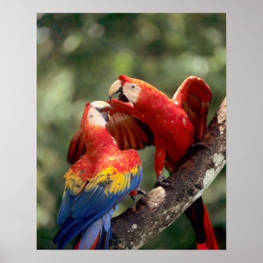 Amazon, Brasilien. Paar der Scharlachroten Macaws Poster (Vorne)