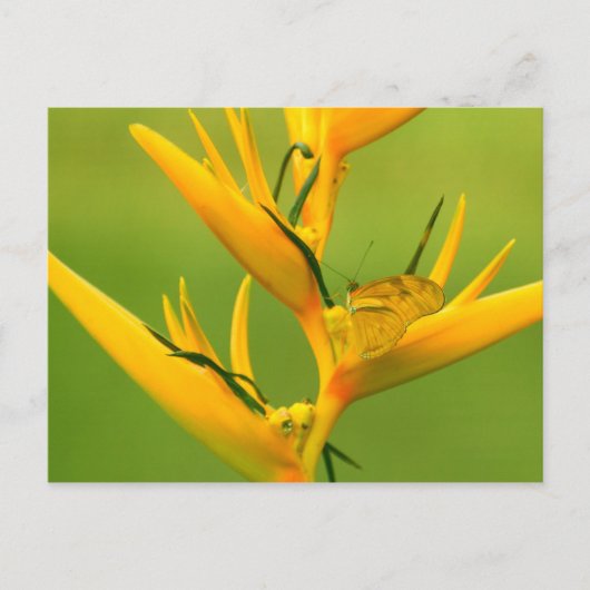 Amazon Humane Society: Amazon Nature Series Postkarte (Vorderseite)