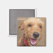 Amazon Humane Society Magnet: Wertvolle Dog Series Magnet (Vorderseite/Rückseite)