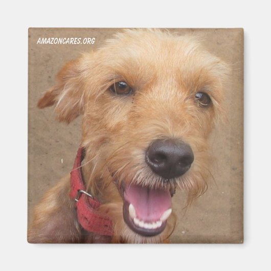 Amazon Humane Society Magnet: Wertvolle Dog Series Magnet (Vorne)