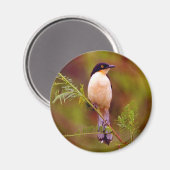 Amazon Nature Series: Peach Bird Magnet (Vorderseite/Rückseite)