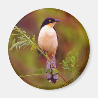 Amazon Nature Series: Peach Bird Magnet