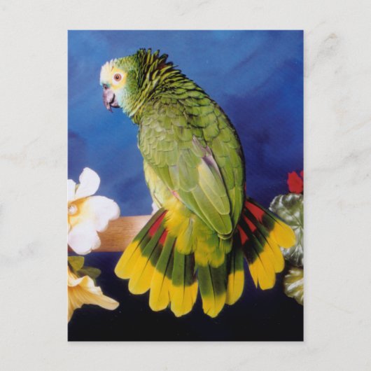Amazon Parrot Postcard Postkarte (Vorderseite)
