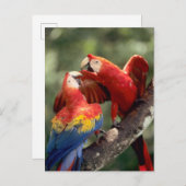 Amazonas, Brasilien. Paare Scharlachrot der Postkarte (Vorne/Hinten)