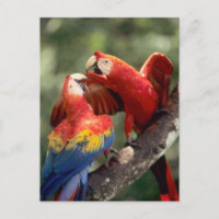 Amazonas, Brasilien. Paare Scharlachrot der