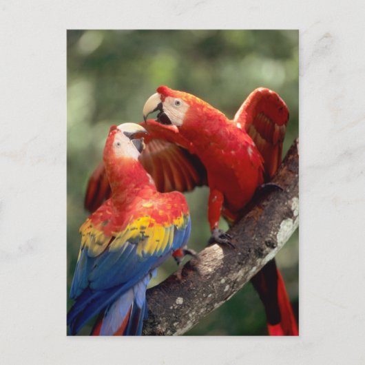 Amazonas, Brasilien. Paare Scharlachrot der Postkarte (Vorderseite)