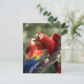 Amazonas, Brasilien. Paare Scharlachrot der Postkarte (Stehend Vorderseite)