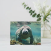 Amazonas Manatee schwimmen über dem Riff. Postkarte (Stehend Vorderseite)