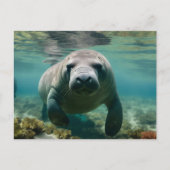 Amazonas Manatee schwimmen über dem Riff. Postkarte (Vorderseite)