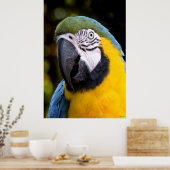 Amazonas-Parrot-Portrait Poster (Küche)