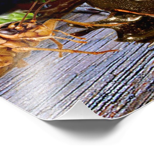 AMAZONIEN FOTODRUCK (Ecke)