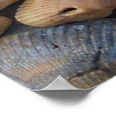 Amber Muscheln Poster (Ecke)