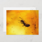 Amber Postkarte (Vorne/Hinten)
