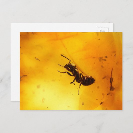 Amber Postkarte (Vorne/Hinten)