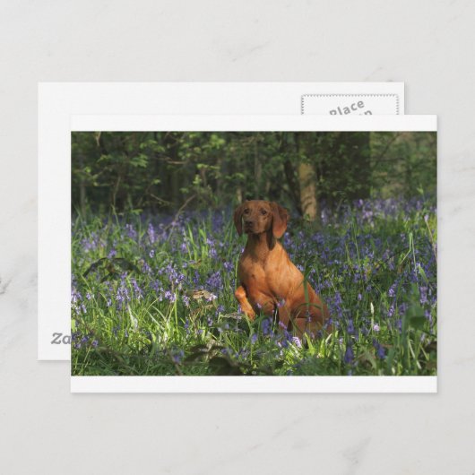 Amber Postkarte (Vorne/Hinten)