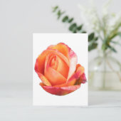 Amber Sunblaze Miniature Rose Postkarte (Stehend Vorderseite)