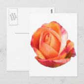 Amber Sunblaze Miniature Rose Postkarte (Vorne/Hinten)