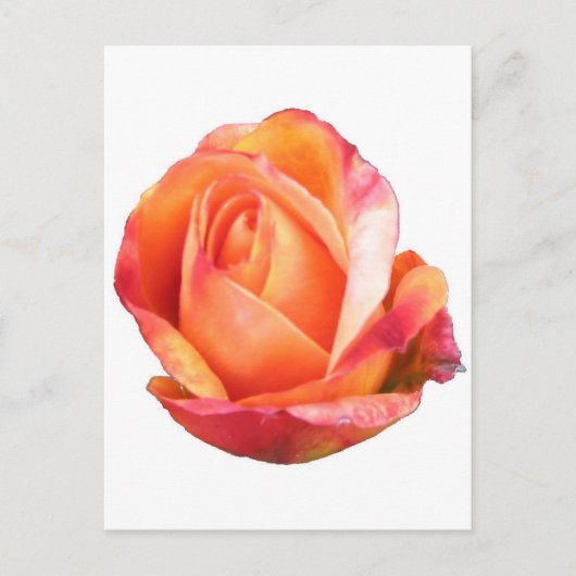 Amber Sunblaze Miniature Rose Postkarte (Vorderseite)