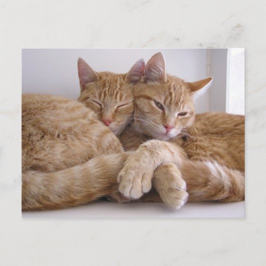 Amber & Topez Postkarte (Vorderseite)