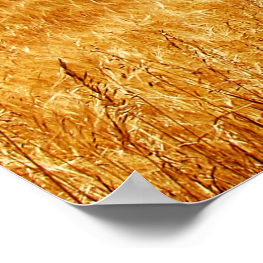 Amber Waves Poster (Ecke)