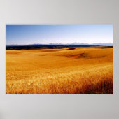 Amber Waves Poster (Vorne)