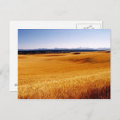 Amber Waves Postkarte (Vorne/Hinten)