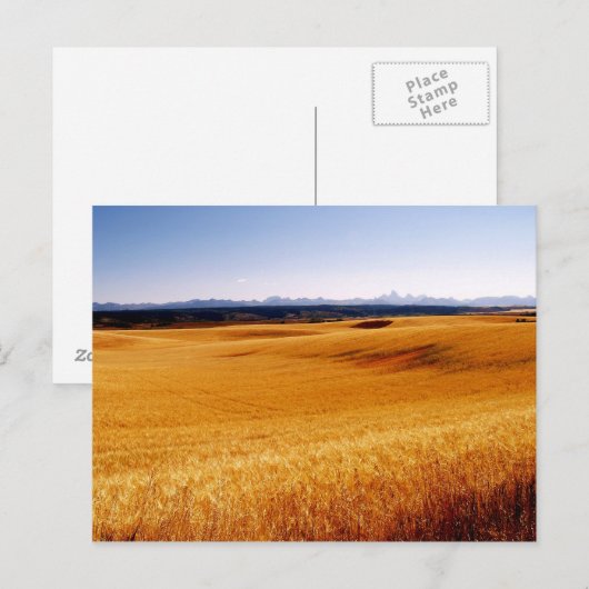 Amber Waves Postkarte (Vorne/Hinten)