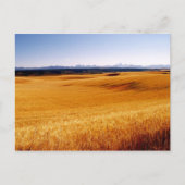 Amber Waves Postkarte (Vorderseite)