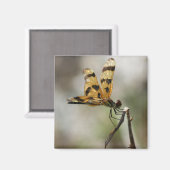 Amber Wings Magnet (Vorderseite/Rückseite)