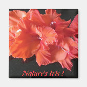 Amber's Iris Frig Magnet ! (Vorne)