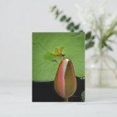 Amberwing Dragonfly Postkarte (Stehend Vorderseite)