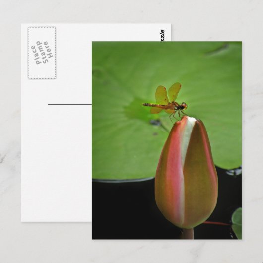 Amberwing Dragonfly Postkarte (Vorne/Hinten)