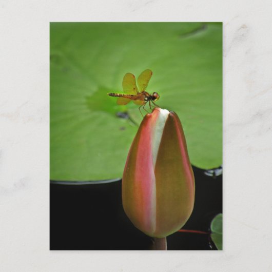 Amberwing Dragonfly Postkarte (Vorderseite)