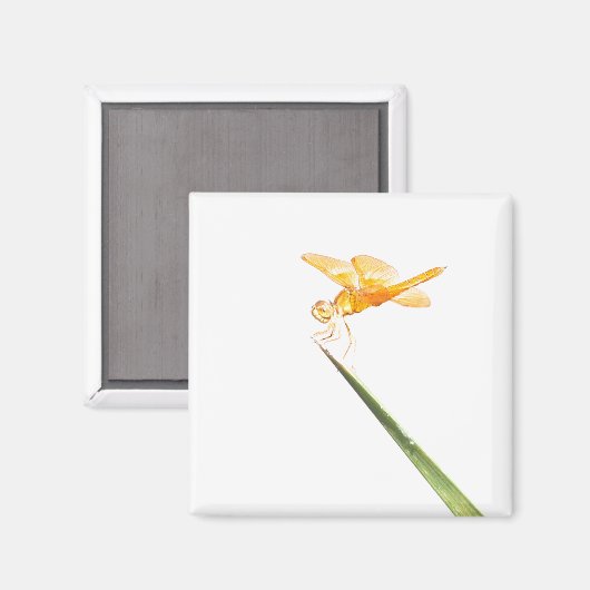 Amberwing Magnet (Vorderseite/Rückseite)