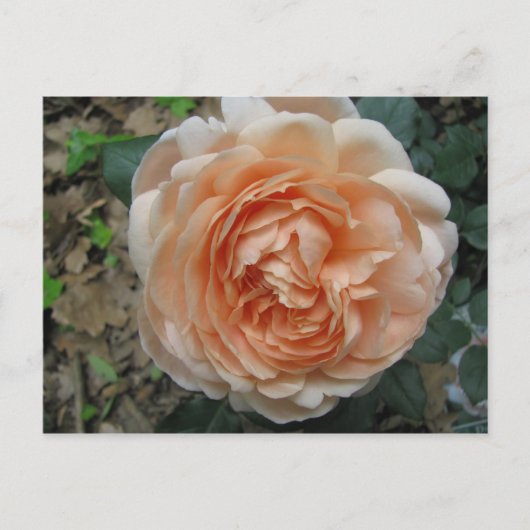 Ambridge-Rose in Vollblut Postkarte (Vorderseite)
