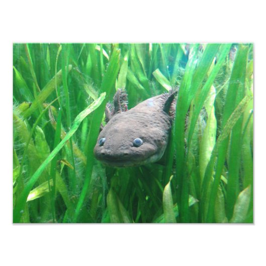 Ambystoma andersoni fotodruck (Vorne)