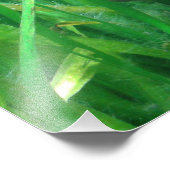 Ambystoma andersoni fotodruck (Ecke)