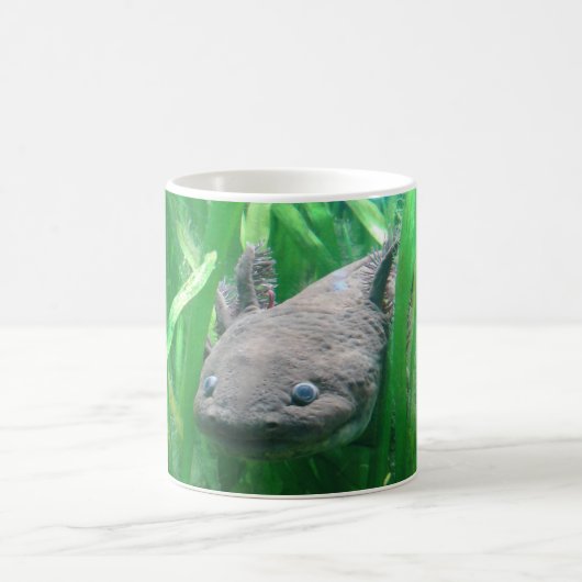 Ambystoma andersoni kaffeetasse (Mittel)