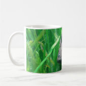 Ambystoma andersoni kaffeetasse (Links)