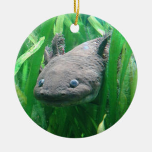 Ambystoma andersoni keramikornament