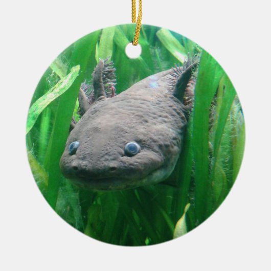 Ambystoma andersoni keramikornament (Vorne)