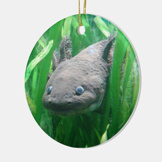 Ambystoma andersoni keramikornament (Links)
