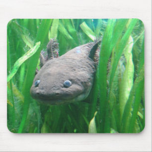 Ambystoma andersoni mousepad