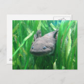 Ambystoma andersoni postkarte (Vorne/Hinten)